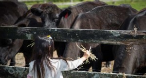 Wagyu-Rinder:Ein umfassender Leitfaden zur Zucht und Aufzucht von Premium-Rindfleisch 