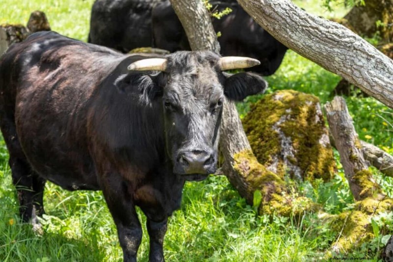 Wagyu-vee:een uitgebreide gids voor het fokken en fokken van premium rundvlees 