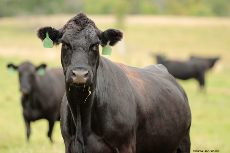 Wagyu-vee:een uitgebreide gids voor het fokken en fokken van premium rundvlees 