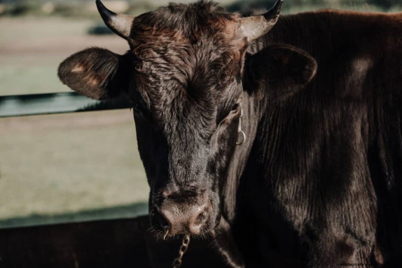 Wagyu-vee:een uitgebreide gids voor het fokken en fokken van premium rundvlees 
