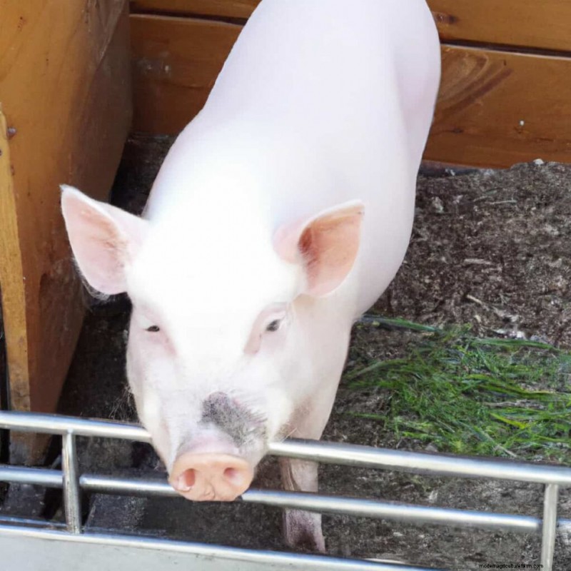 Chester White Pigs:een uitgebreide gids voor opvoeding en management 