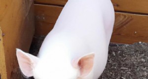 Chester White Pigs:een uitgebreide gids voor opvoeding en management 