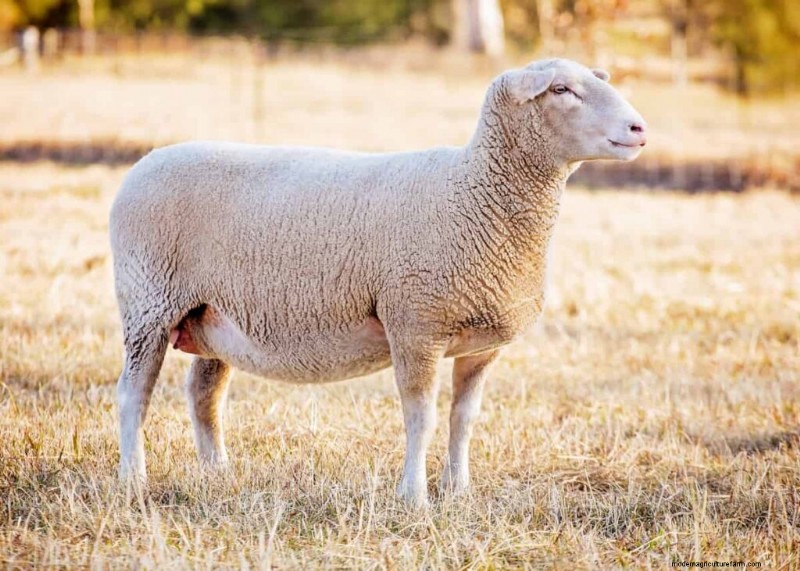 Suffolk Sheep:uitdagingen en beperkingen voor boeren 