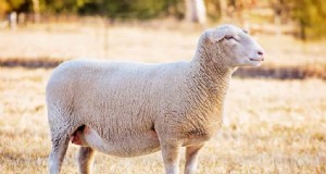 Suffolk Sheep:uitdagingen en beperkingen voor boeren 