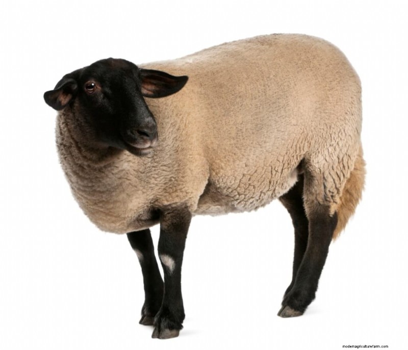 Suffolk Sheep:uitdagingen en beperkingen voor boeren 
