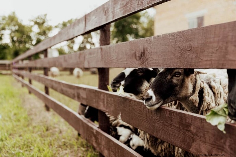 Suffolk Sheep:uitdagingen en beperkingen voor boeren 