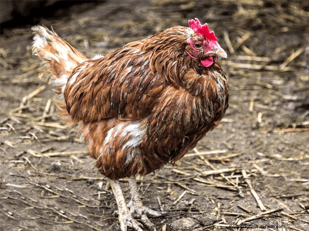 鶏の脱皮について理解する:鶏の飼い主のための完全ガイド 