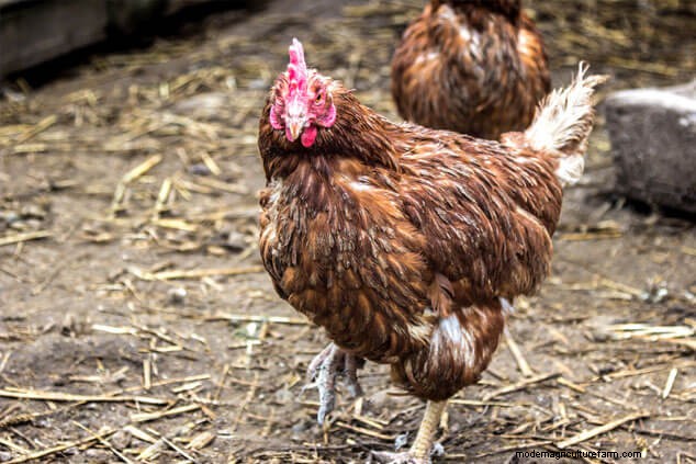 鶏の脱皮について理解する:鶏の飼い主のための完全ガイド 