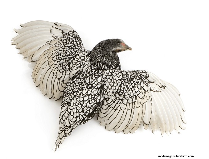 Sebright Chickens:geschiedenis, verzorging en fokgids 