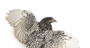 セブライト鶏：歴史、飼育、繁殖ガイド 