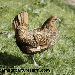 Sebright Chickens:geschiedenis, verzorging en fokgids 