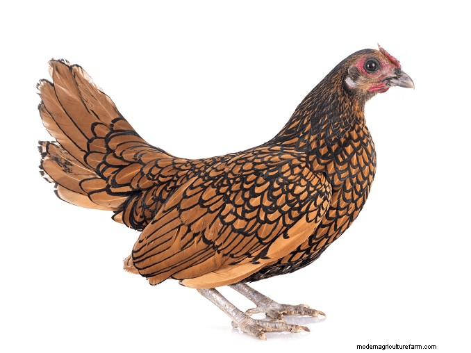 Sebright Chickens:geschiedenis, verzorging en fokgids 