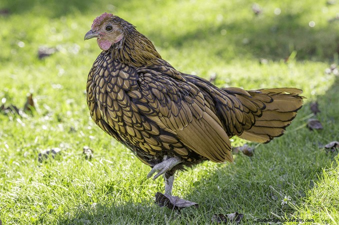 Sebright Chickens:geschiedenis, verzorging en fokgids 