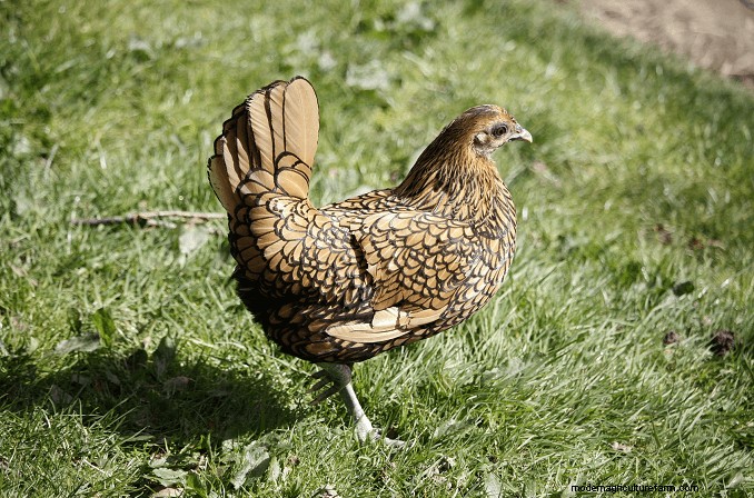 Sebright Chickens:geschiedenis, verzorging en fokgids 
