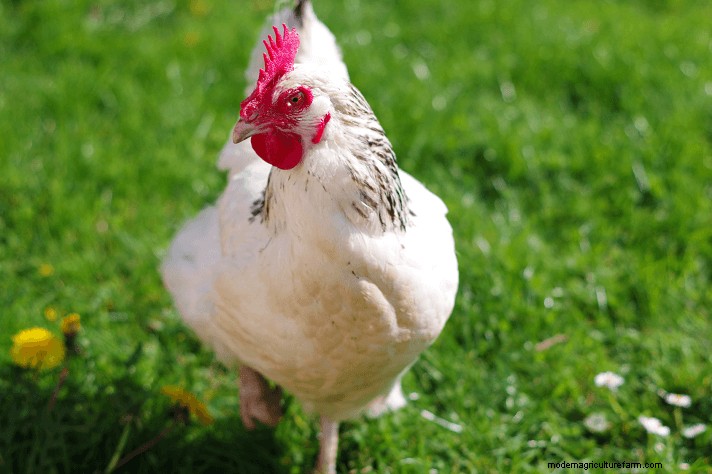 Polli del Sussex:una guida completa al temperamento, alla cura e al colore delle uova 