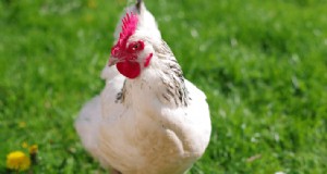 Polli del Sussex:una guida completa al temperamento, alla cura e al colore delle uova 