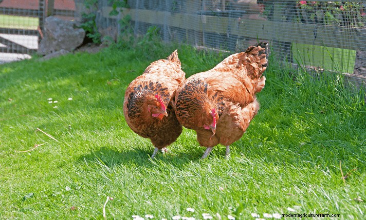 Polli del Sussex:una guida completa al temperamento, alla cura e al colore delle uova 