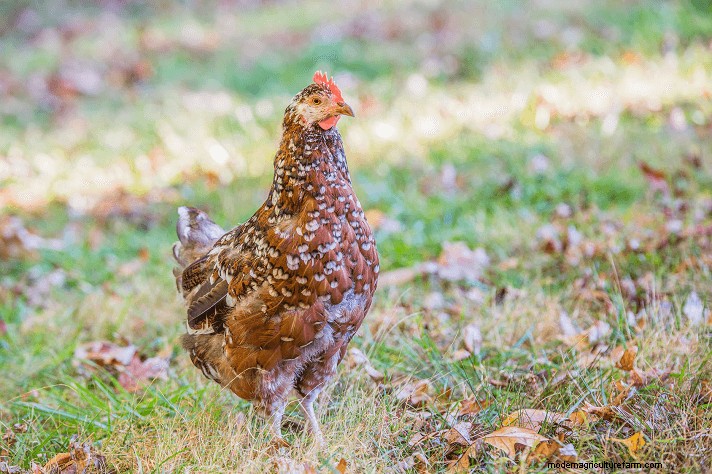 Polli del Sussex:una guida completa al temperamento, alla cura e al colore delle uova 
