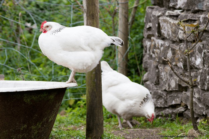 Polli del Sussex:una guida completa al temperamento, alla cura e al colore delle uova 