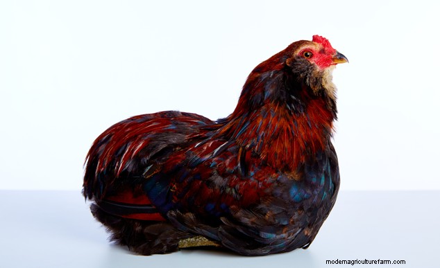 Las 8 mejores razas de pollos para espacios pequeños:guía de aves de corral de traspatio 