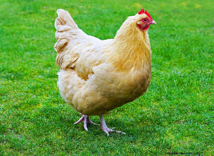 Las 8 mejores razas de pollos para espacios pequeños:guía de aves de corral de traspatio 