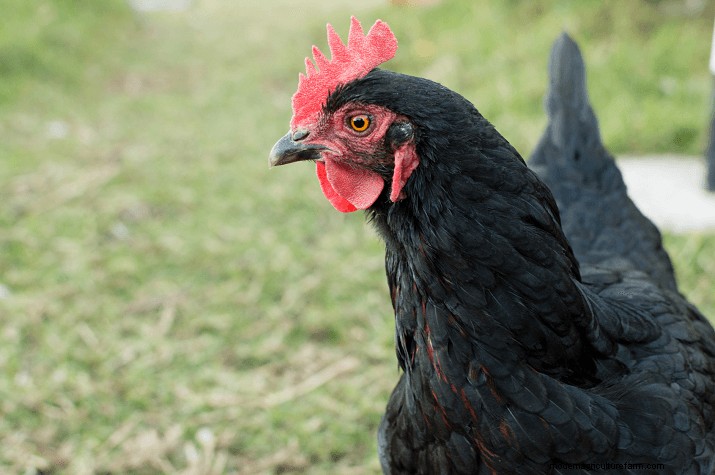 Las 8 mejores razas de pollos para espacios pequeños:guía de aves de corral de traspatio 