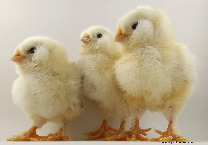 Las 8 mejores razas de pollos para espacios pequeños:guía de aves de corral de traspatio 