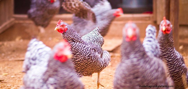 Las 8 mejores razas de pollos para espacios pequeños:guía de aves de corral de traspatio 