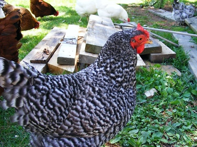 Las 8 mejores razas de pollos para espacios pequeños:guía de aves de corral de traspatio 