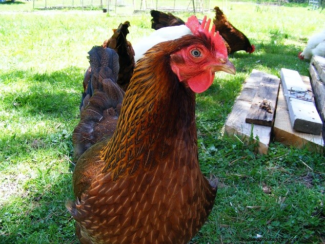 Las 8 mejores razas de pollos para espacios pequeños:guía de aves de corral de traspatio 