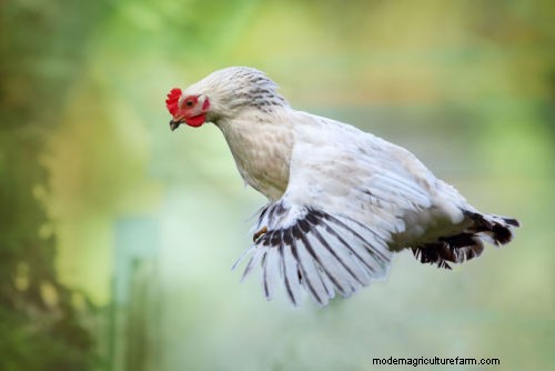 Apakah Ayam Bisa Terbang? Membongkar Mitos Umum Tentang Penerbangan Ayam 