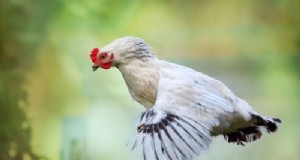 鶏は飛べますか?チキンフライトに関する一般的な通説の誤りを暴く 
