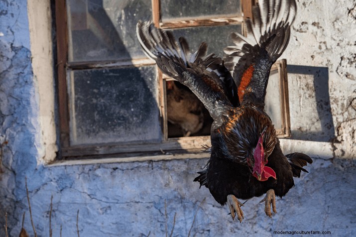 Apakah Ayam Bisa Terbang? Membongkar Mitos Umum Tentang Penerbangan Ayam 