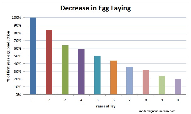 Duración de la puesta de huevos de gallina:factores y esperanza de vida 