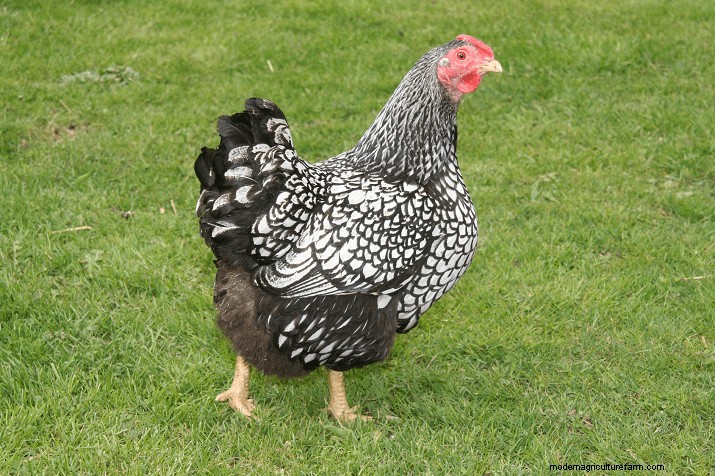 Duración de la puesta de huevos de gallina:factores y esperanza de vida 