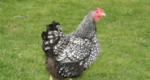 鶏の卵の産卵期間：要因と寿命 