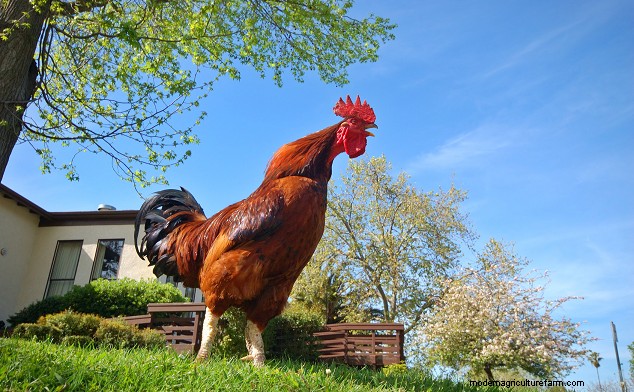 Duración de la puesta de huevos de gallina:factores y esperanza de vida 