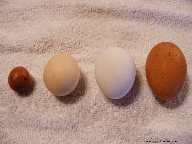 Duración de la puesta de huevos de gallina:factores y esperanza de vida 