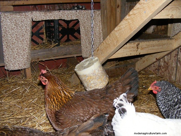 Enriquecimiento del pollo en invierno:4 formas de combatir el aburrimiento y promover la armonía 