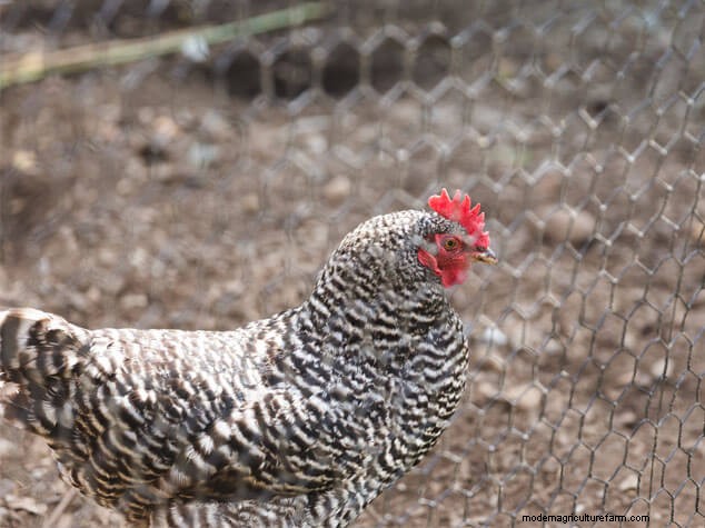 Enriquecimiento del pollo en invierno:4 formas de combatir el aburrimiento y promover la armonía 