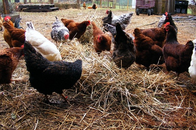 Enriquecimiento del pollo en invierno:4 formas de combatir el aburrimiento y promover la armonía 