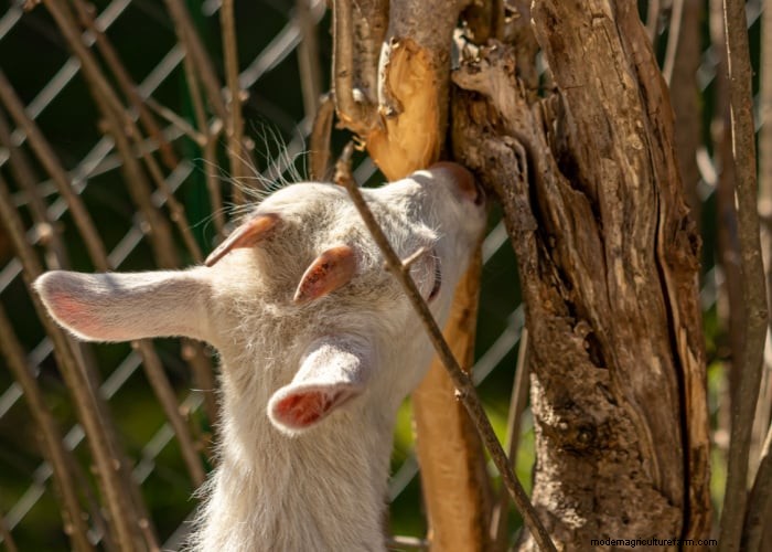 Proteja sus árboles:9 estrategias efectivas a prueba de cabras 