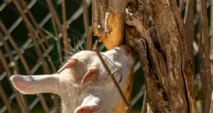 木を守る:ヤギの侵入を防ぐ 9 つの効果的な戦略 