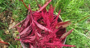 Plantgids voor juni:groenten voor een zomeroogst 