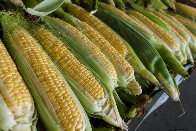 Plantgids voor juni:groenten voor een zomeroogst 
