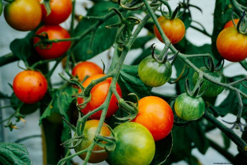 Plantgids voor juni:groenten voor een zomeroogst 