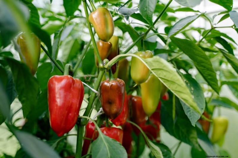 Plantgids voor juni:groenten voor een zomeroogst 