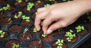 Agricultura Hobby:um guia abrangente para agricultura em pequena escala 