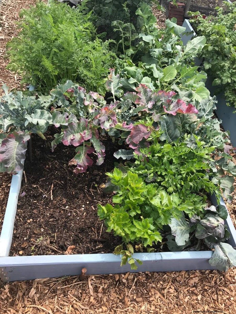 Het kiezen van de juiste maat voor uw moestuin:een uitgebreide gids 