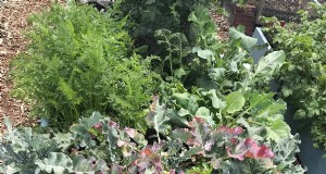 Het kiezen van de juiste maat voor uw moestuin:een uitgebreide gids 